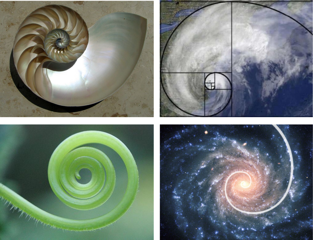 La espiral logarítmica – El último verso de Fermat